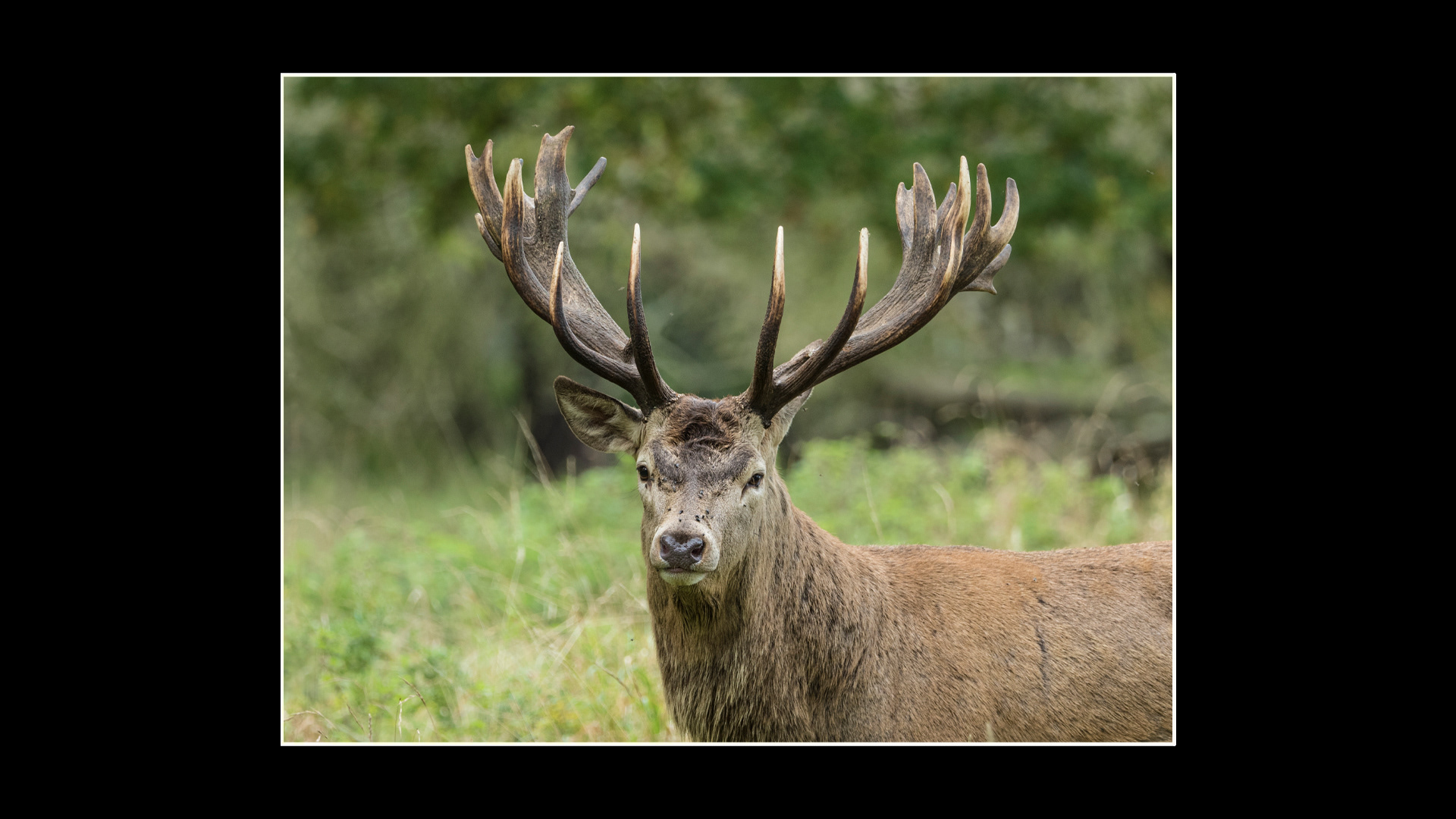Red Deer
