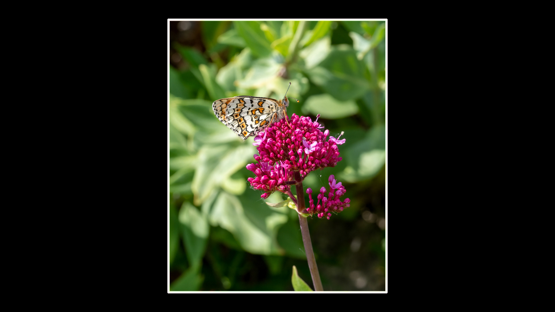 Glanville Fritillary