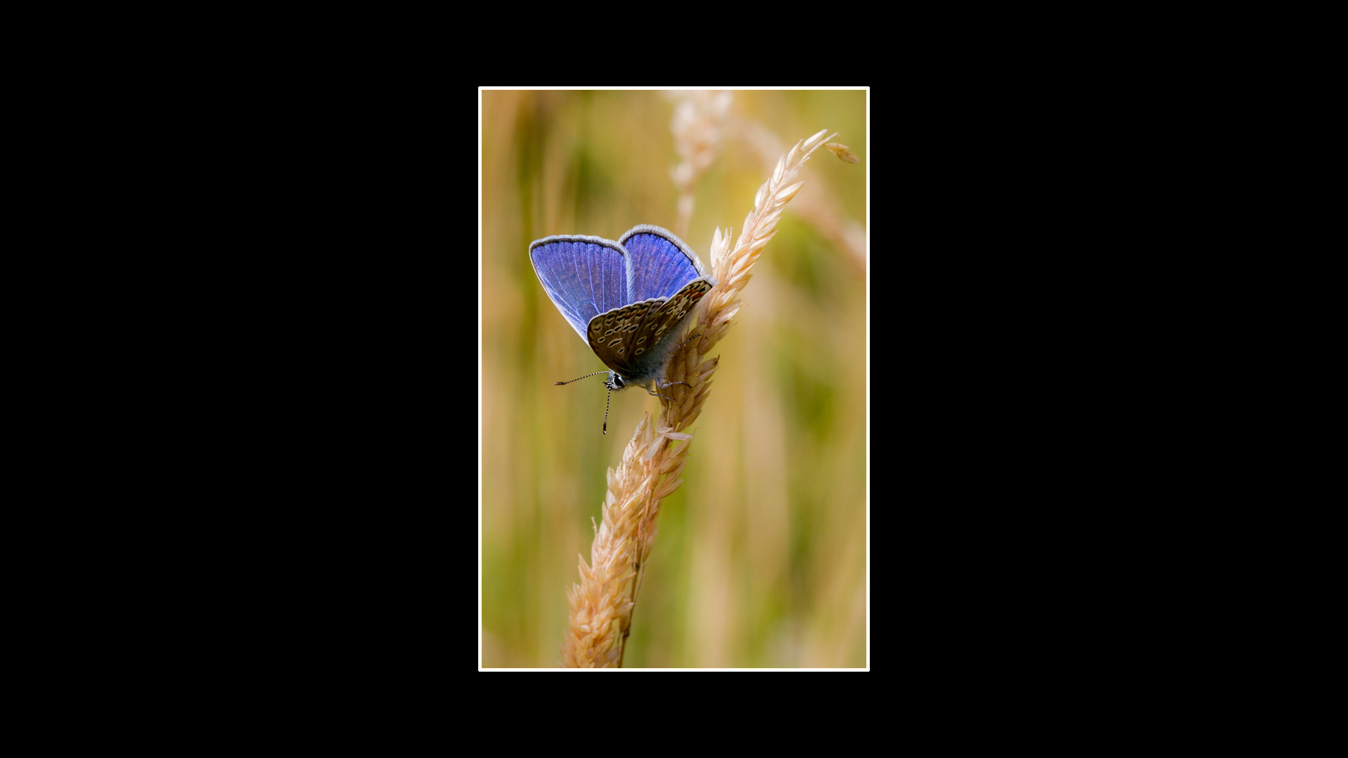 Common Blue