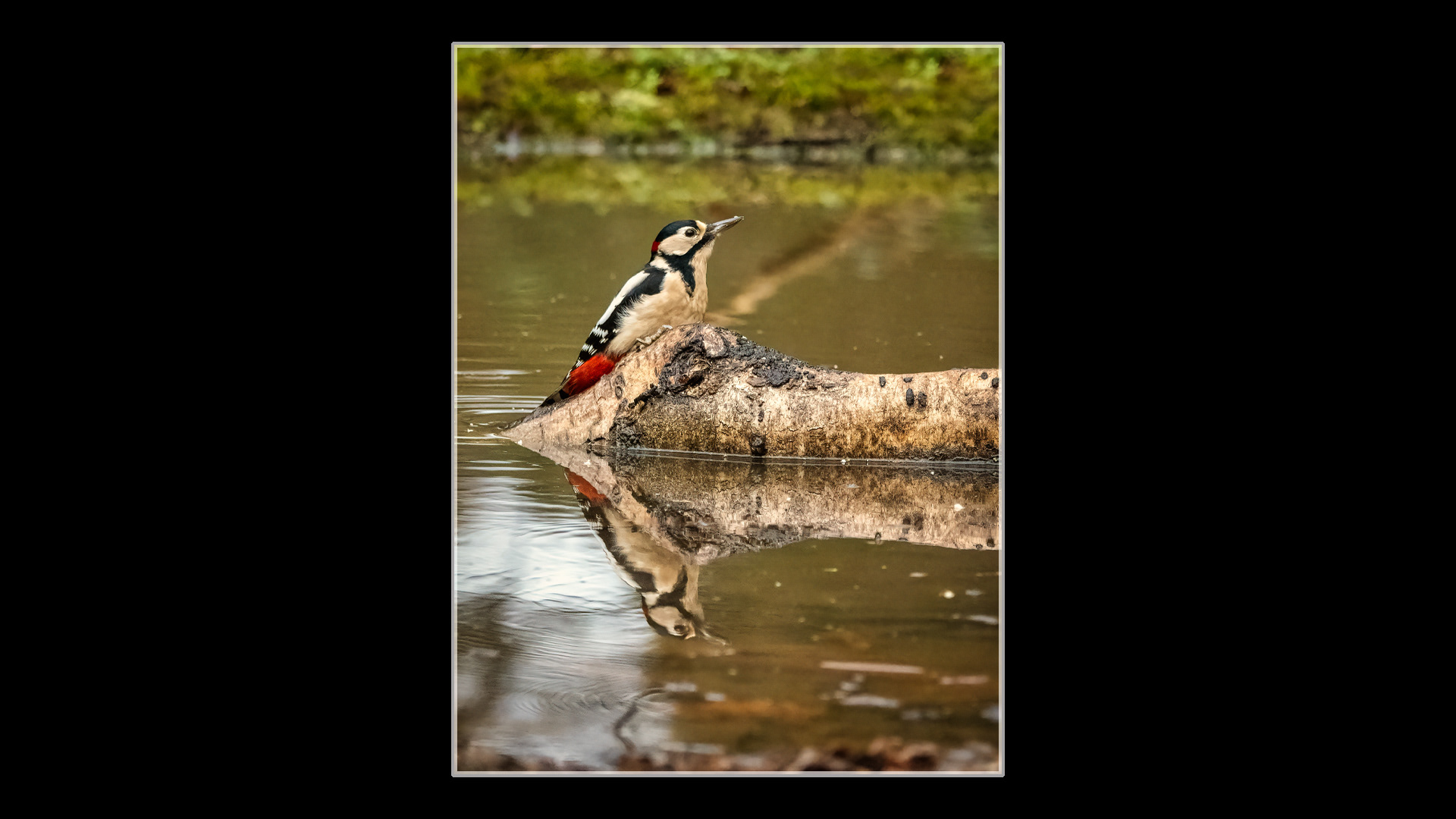 Great Spotted Woodpecker