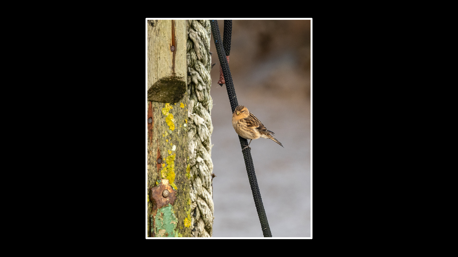 Twite