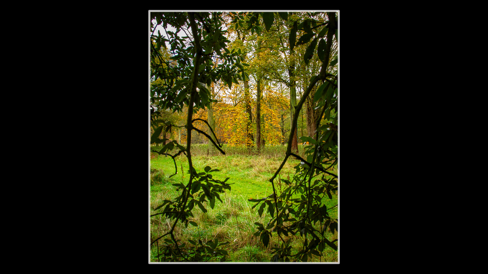 Framed Autumn Leaves