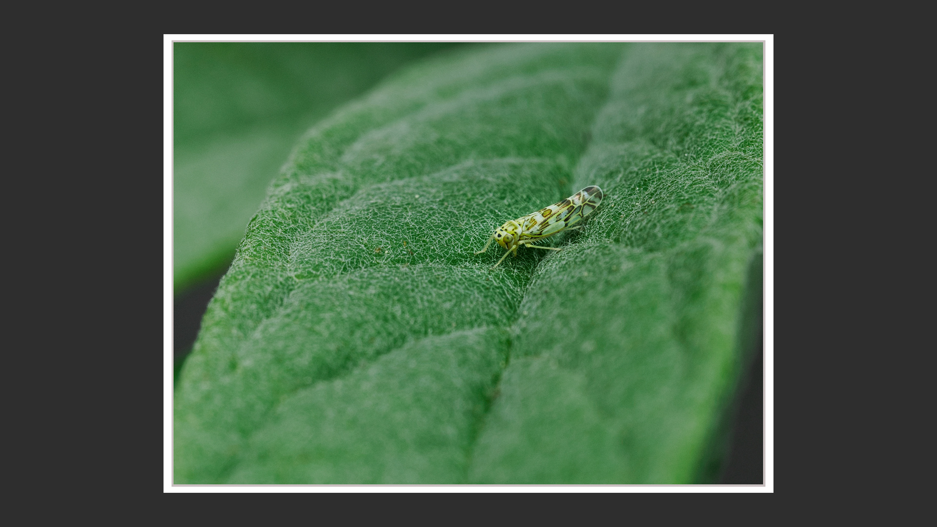 Leafhopper