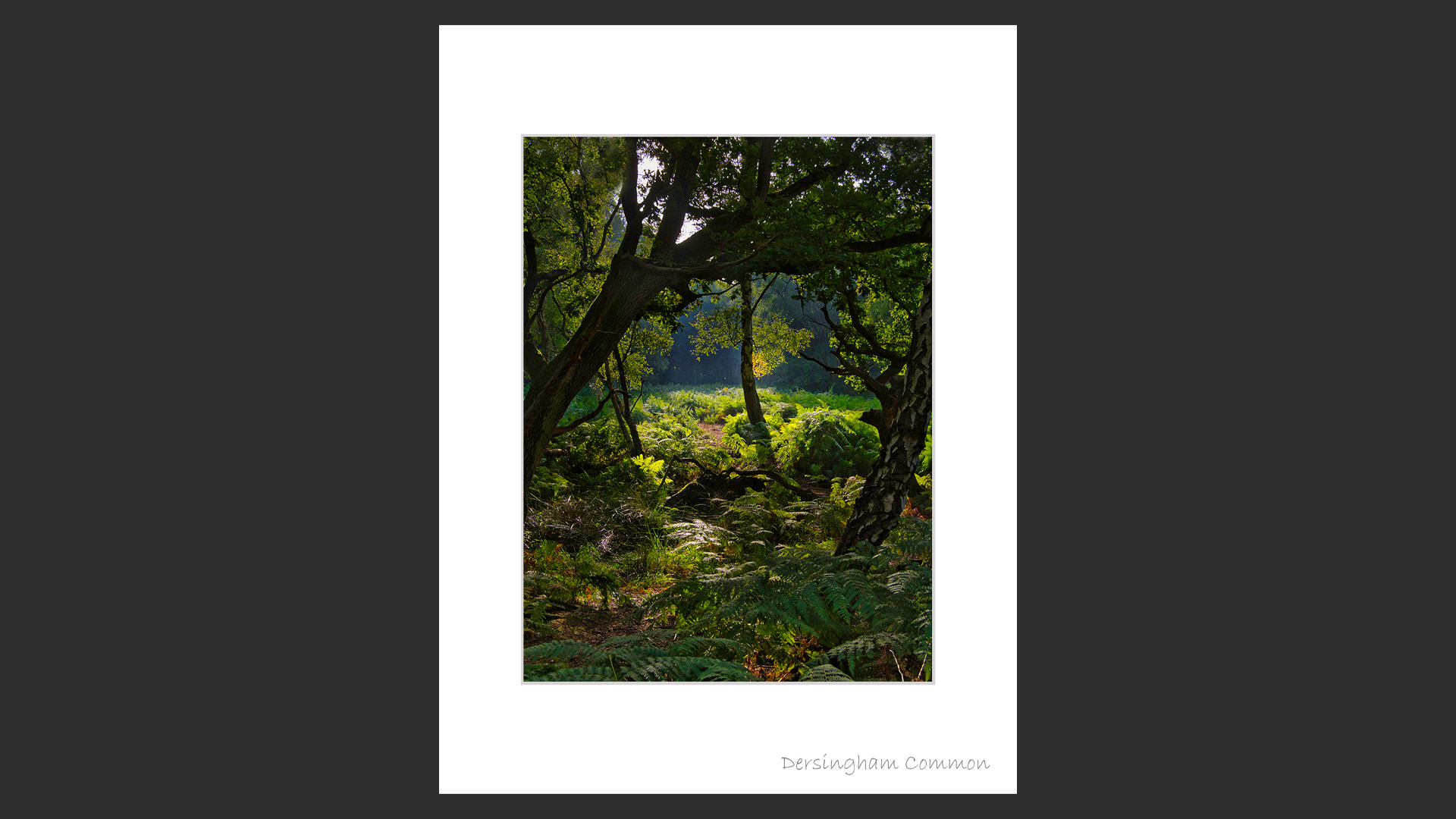 Dersingham Common. Morning light filtering through the trees.
