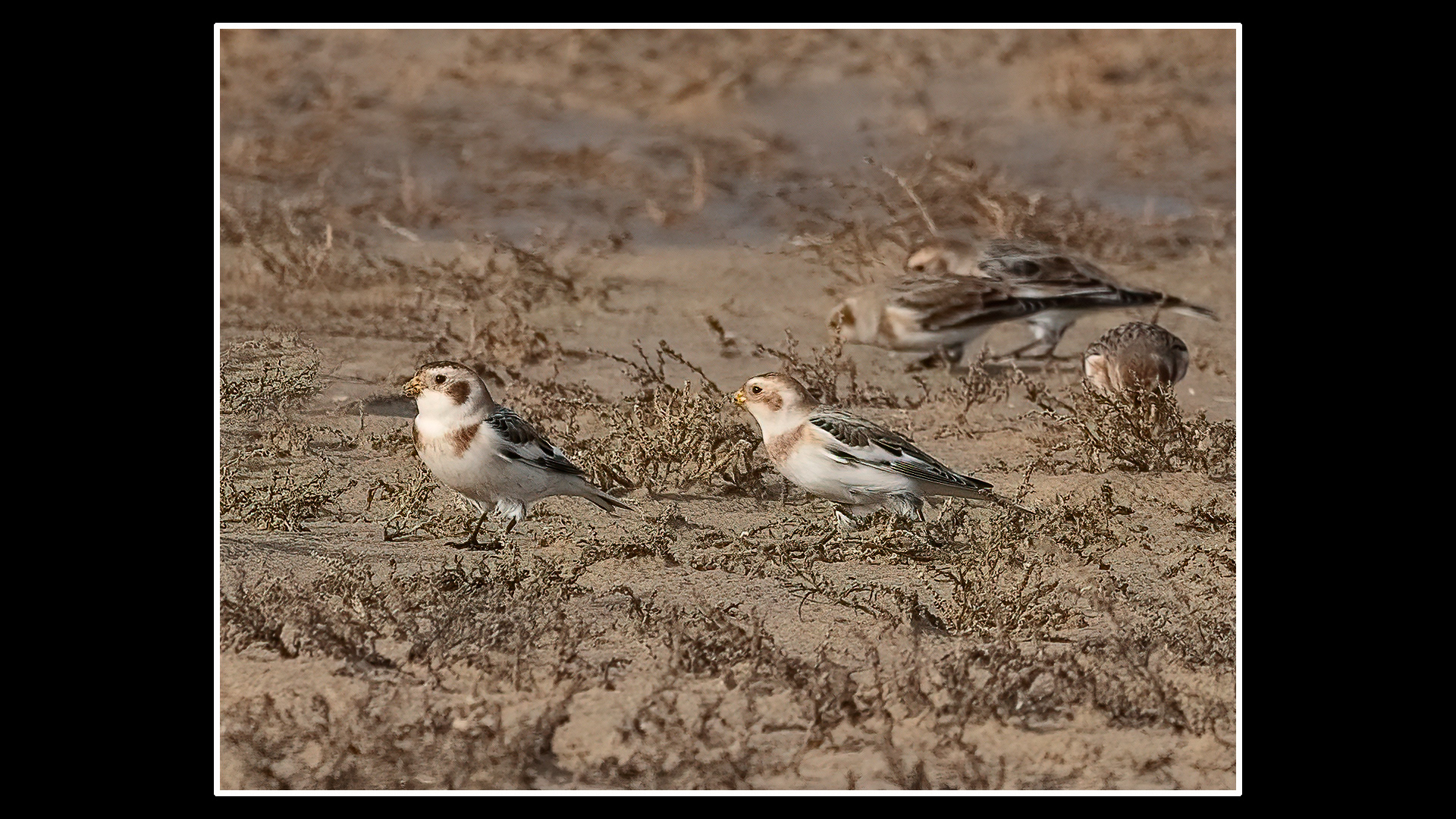 Snow Bunting