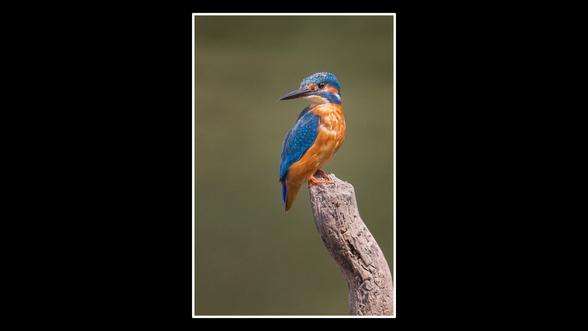 Kingfisher