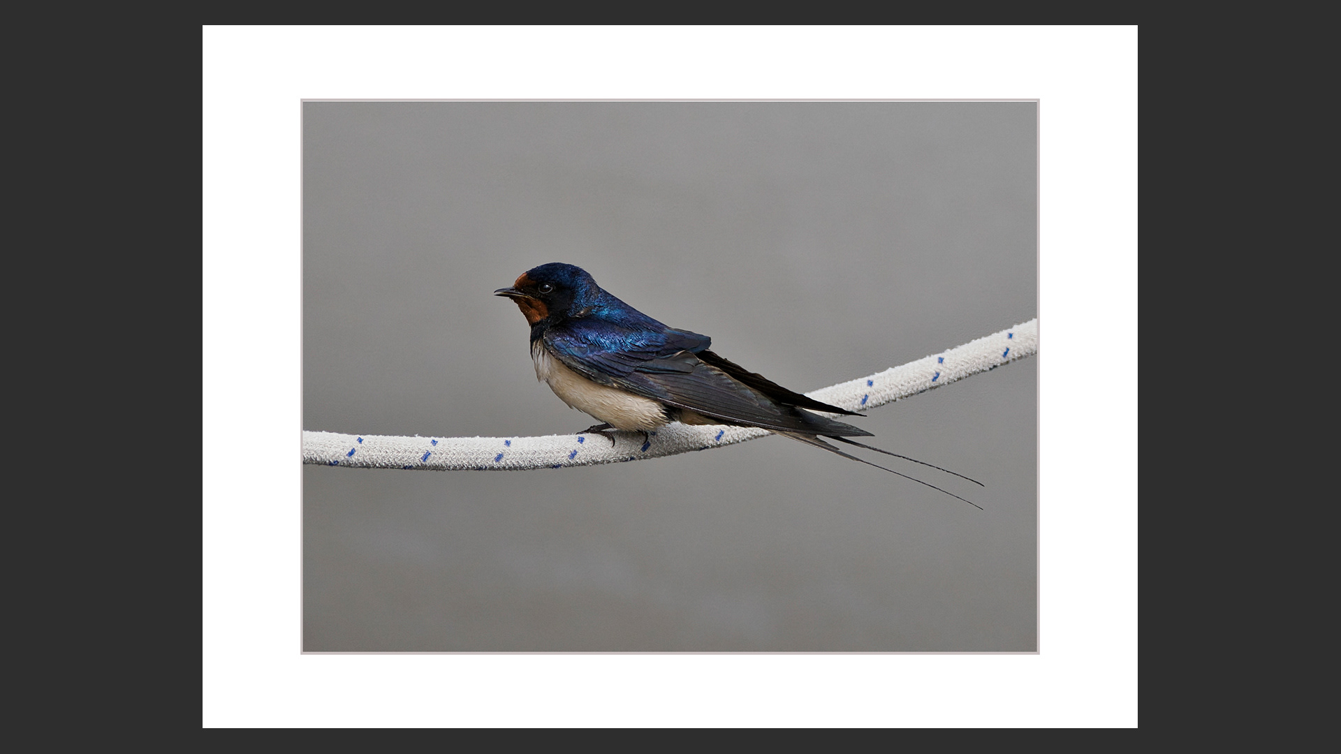 Swallow