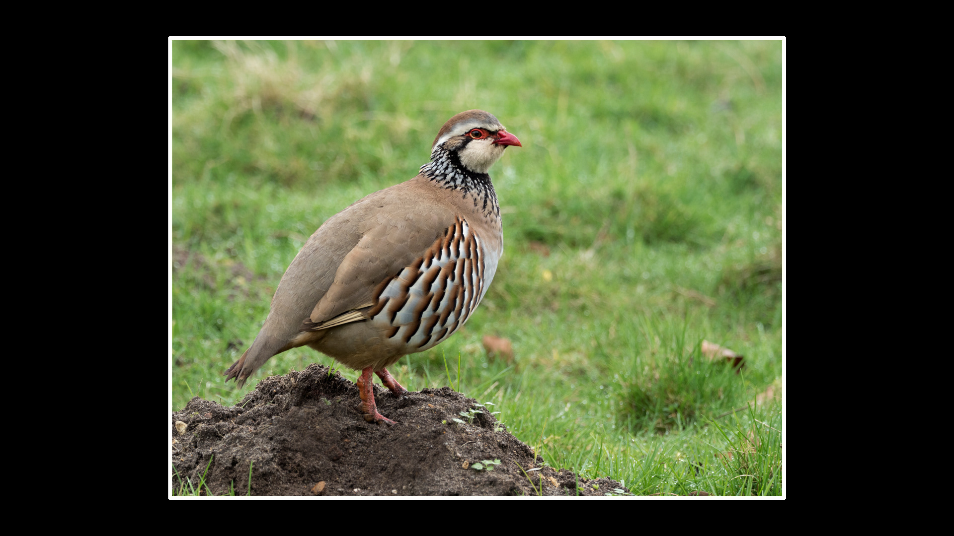 Red Legged Partridge