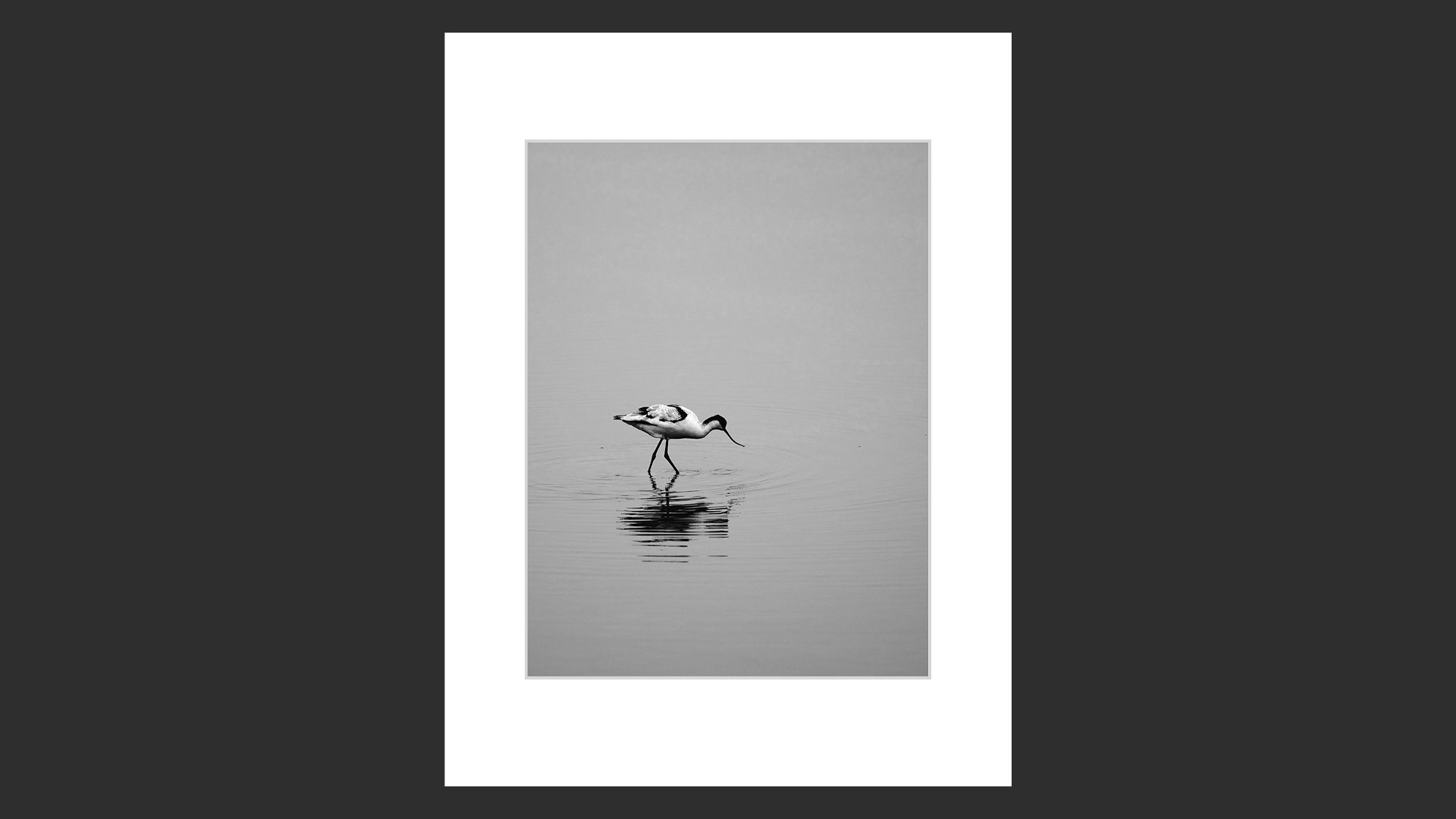 Avocet