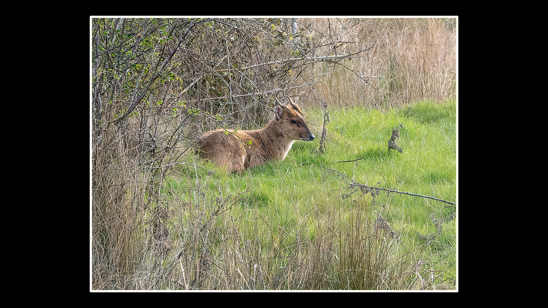 Chinese Water Deer