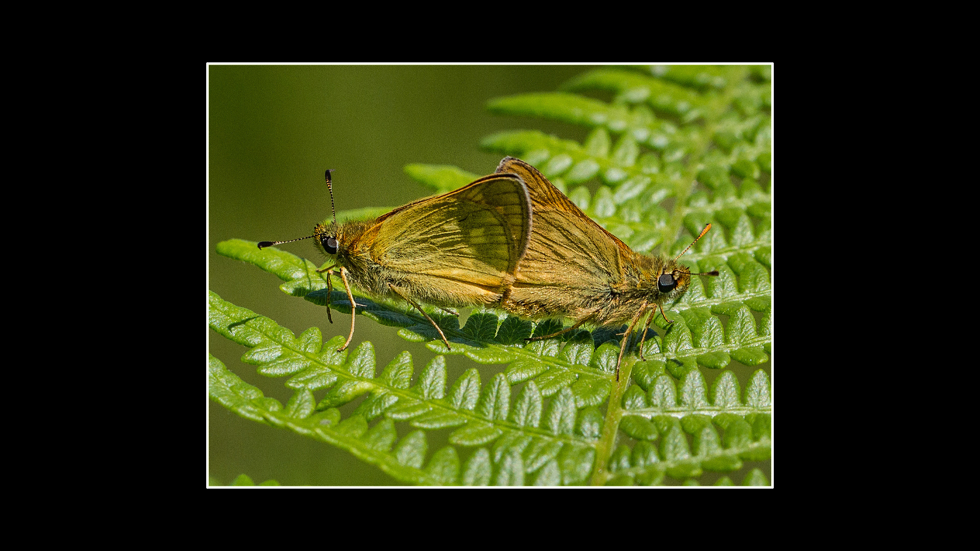 Large Skipper