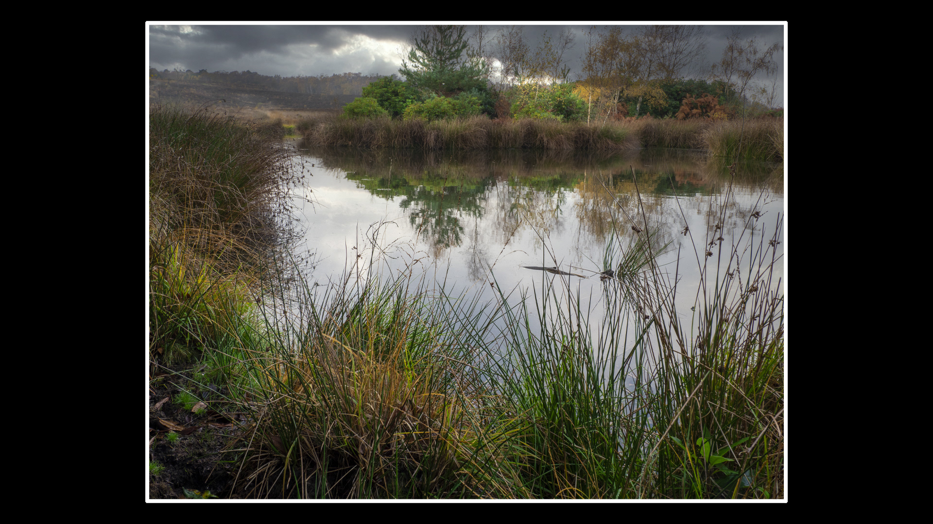 Dersingham Bog