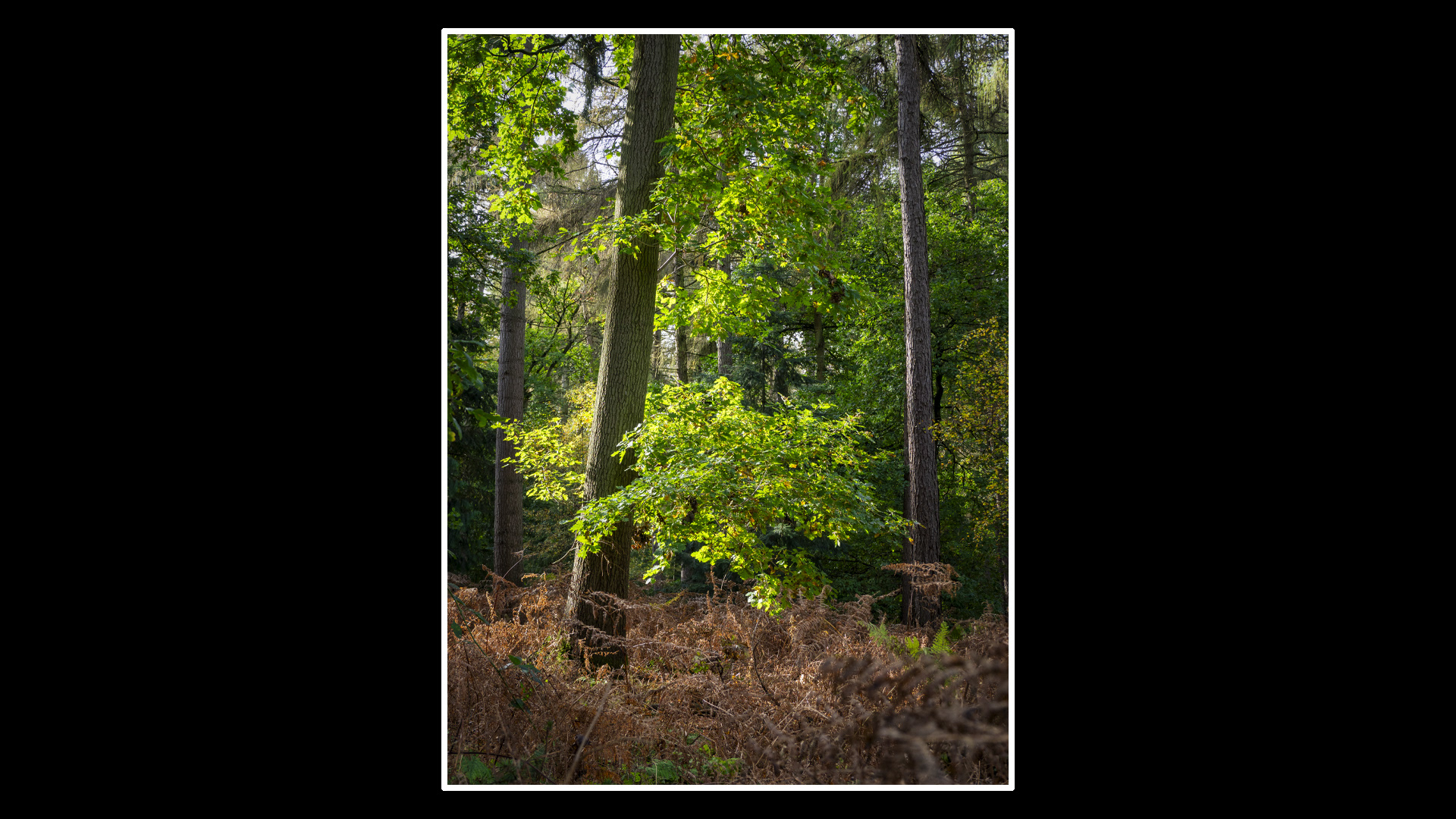 Sandringham