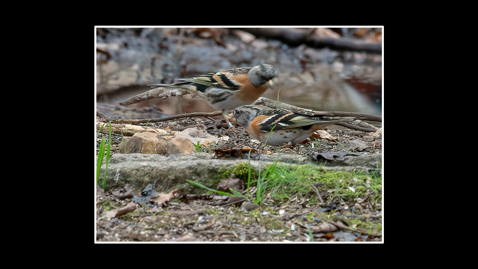 Brambling