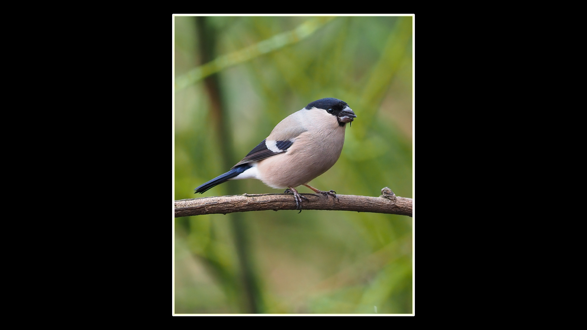 Bullfinch (F)