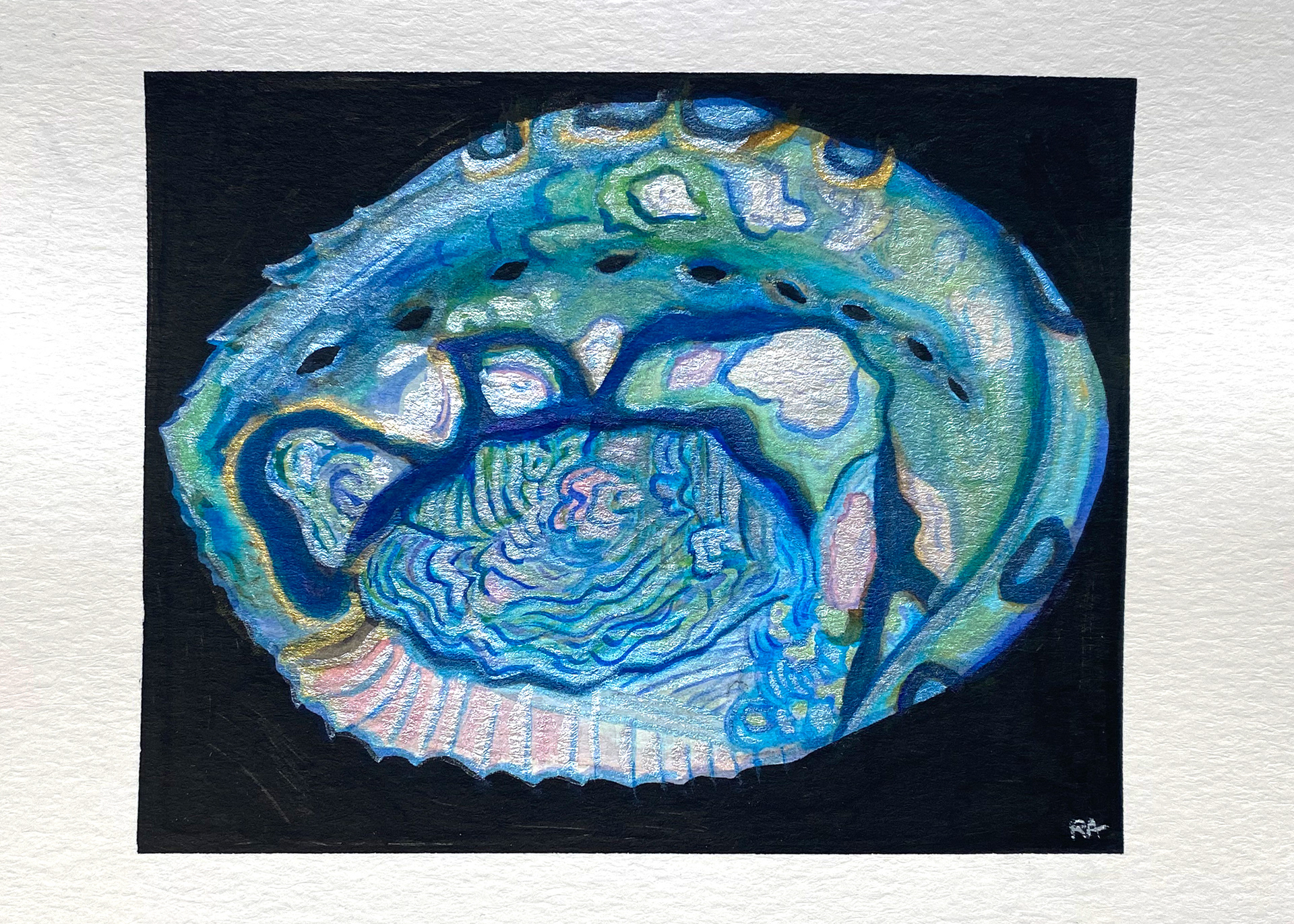 Abalone Shell, watercolour, 5" x 7", 2024