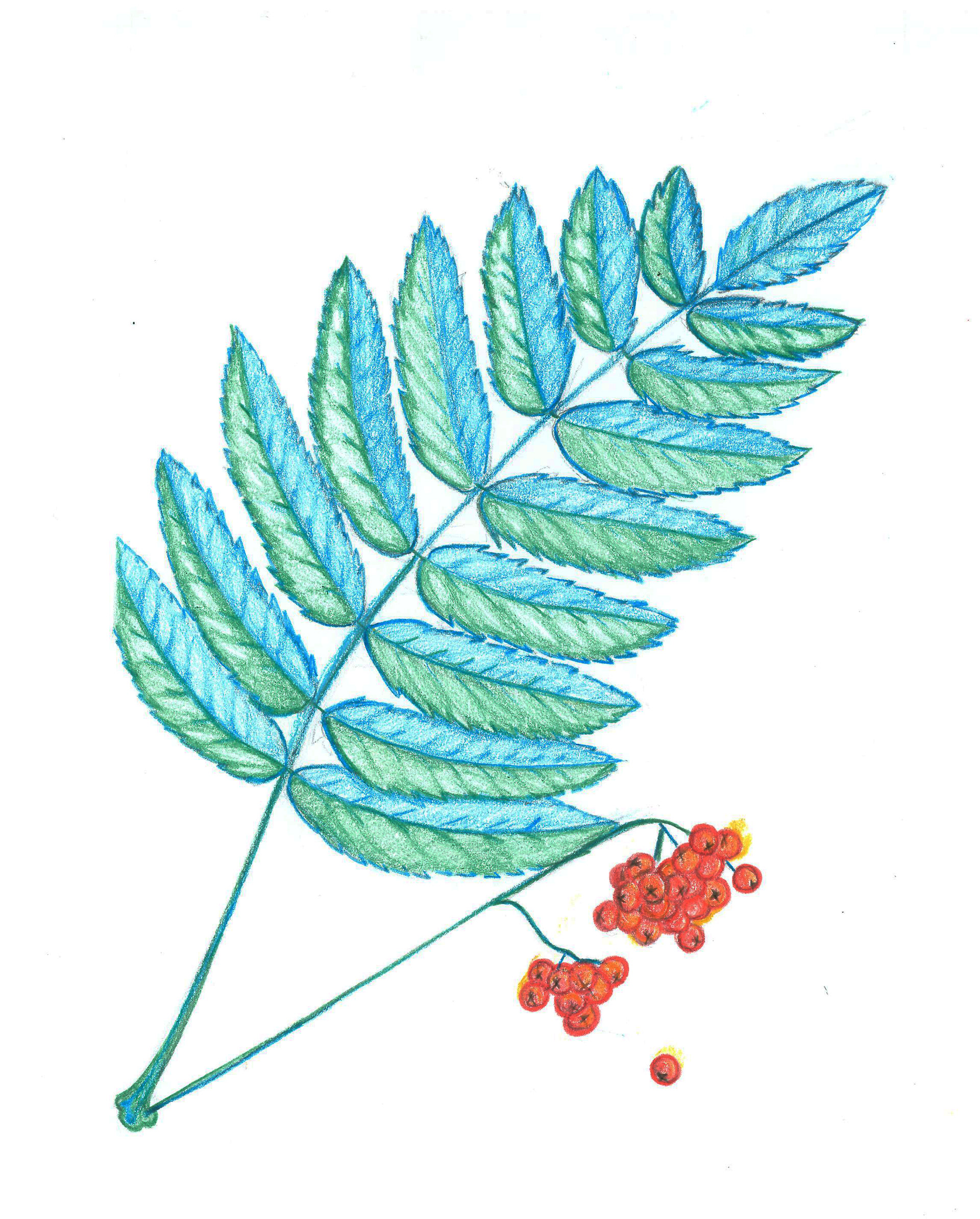 Rowan Branch, pencil crayon, "10 x 81/2", 2022