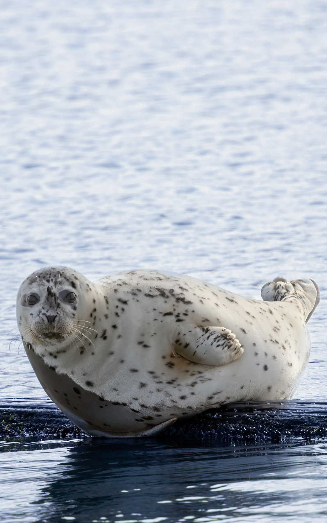Harbor seal pup, Oak Harbor, WA