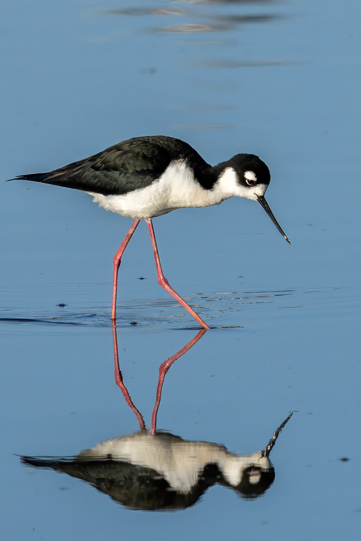 Black-necked stilt