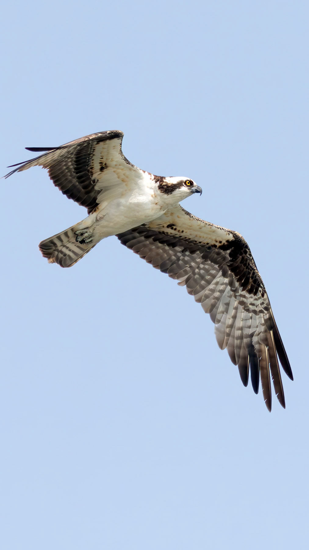 Osprey, San Diego, CA