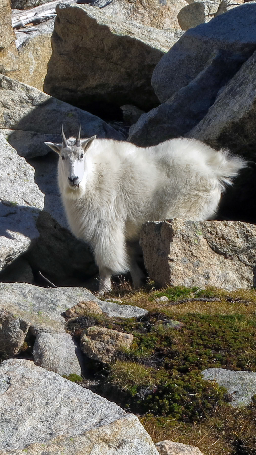 Mountain goat
