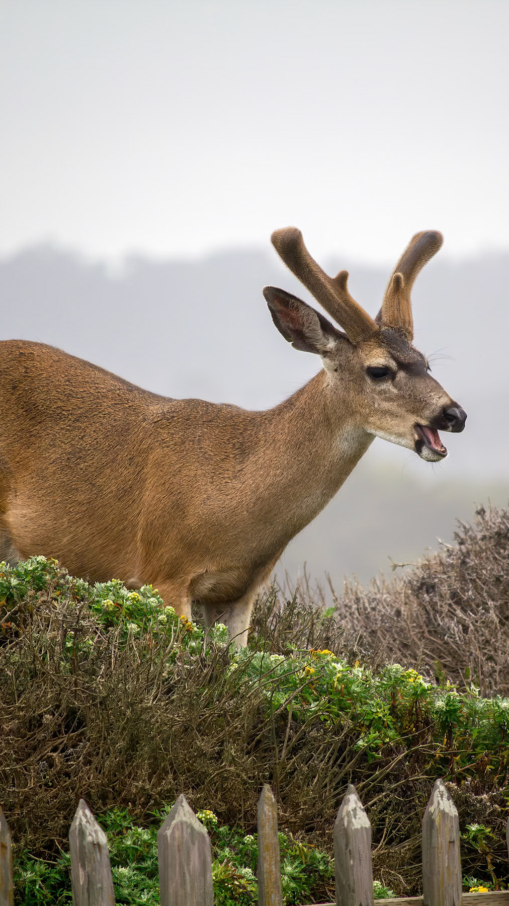 Columbian black-tailed deer in Monterey, CA