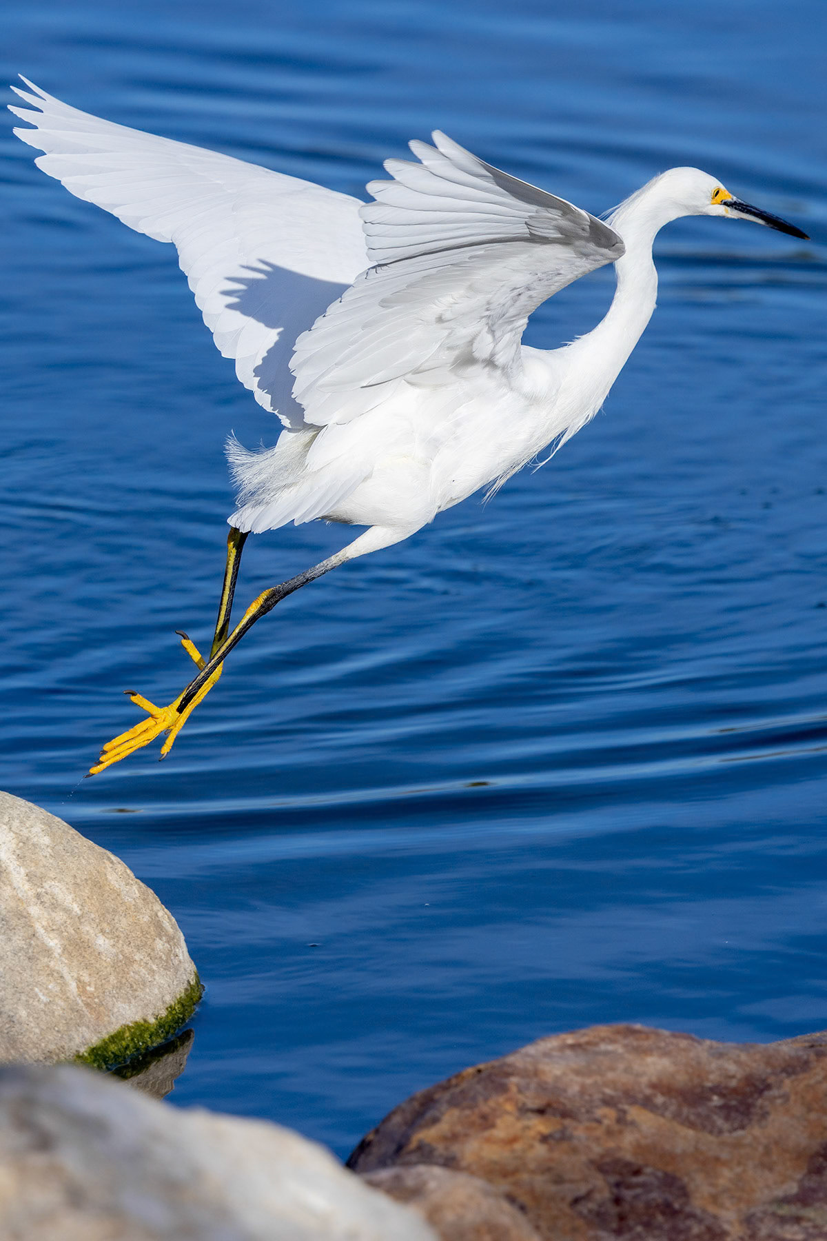 Snowy egret