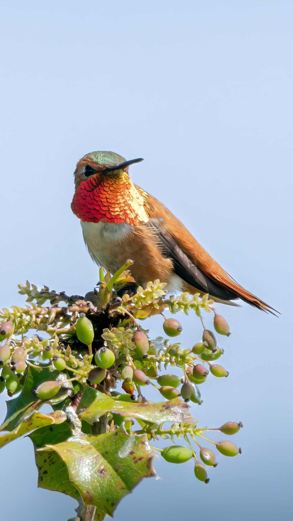 Rufous hummingbird