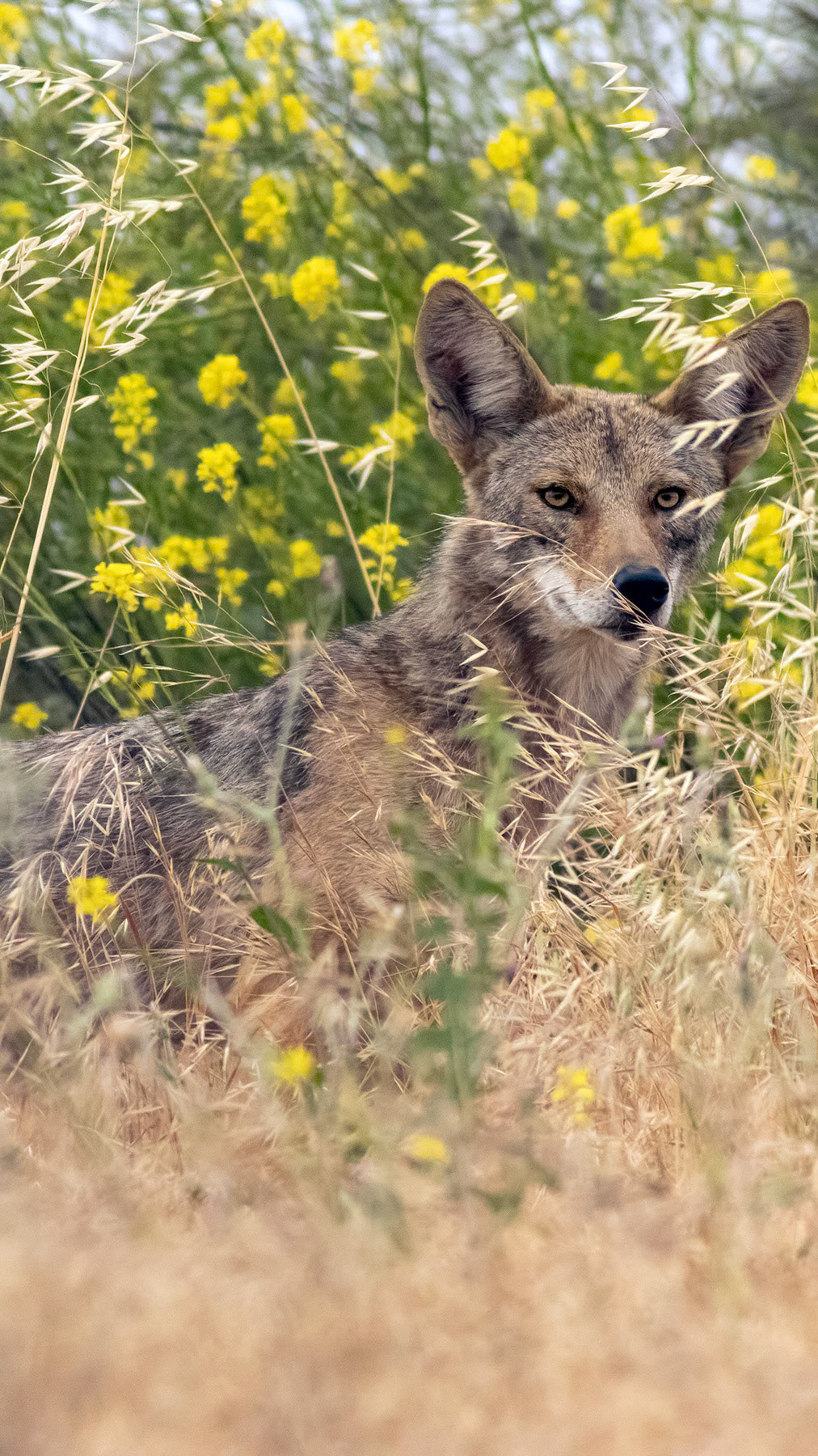 Coyote