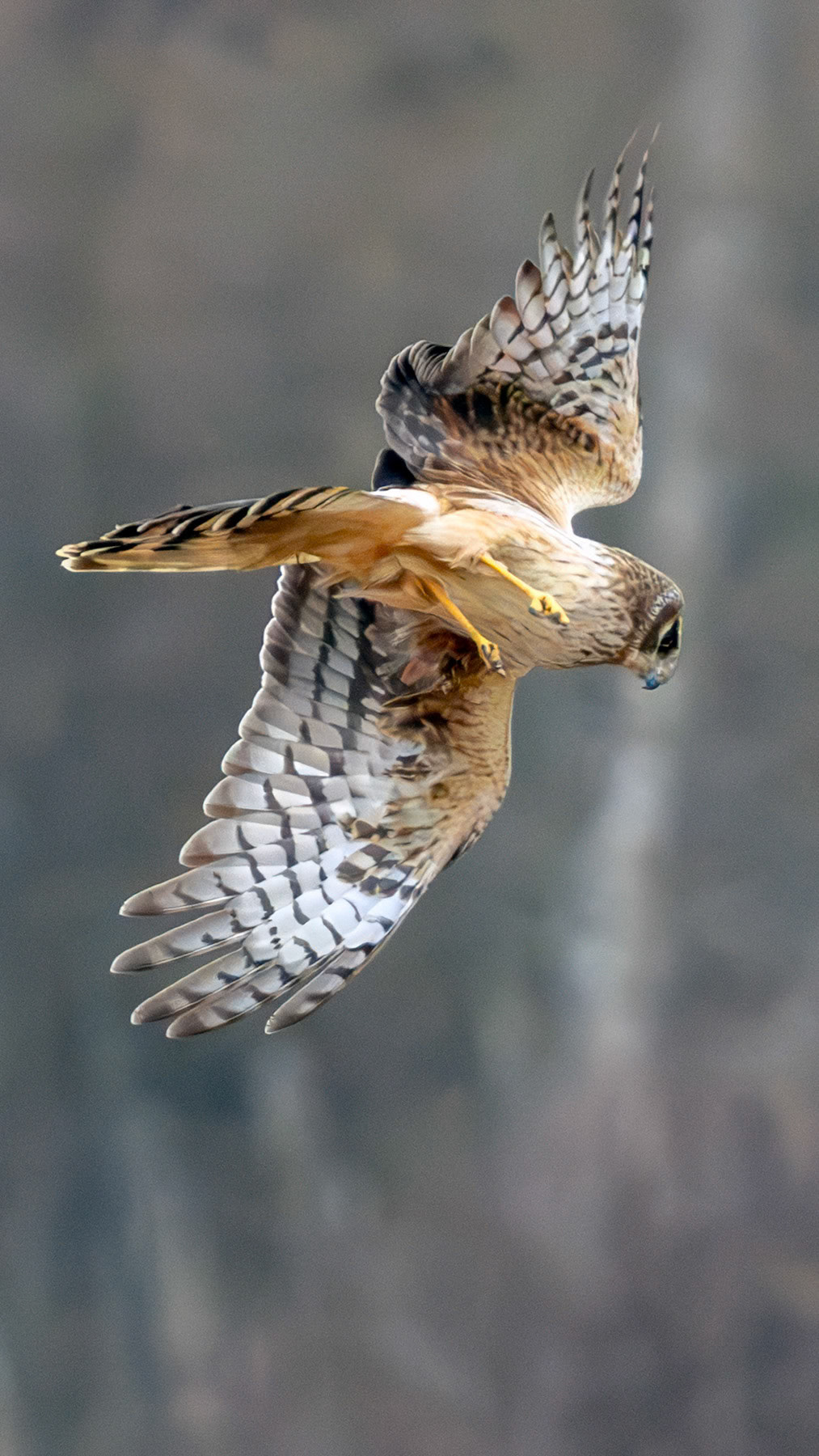 Northern harrier