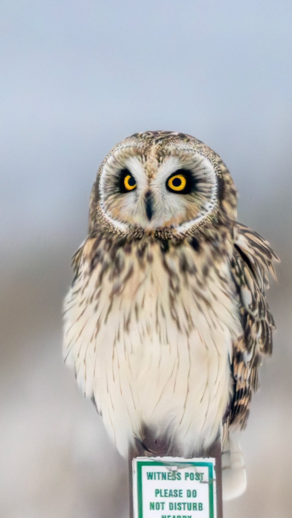 Short-eared owl