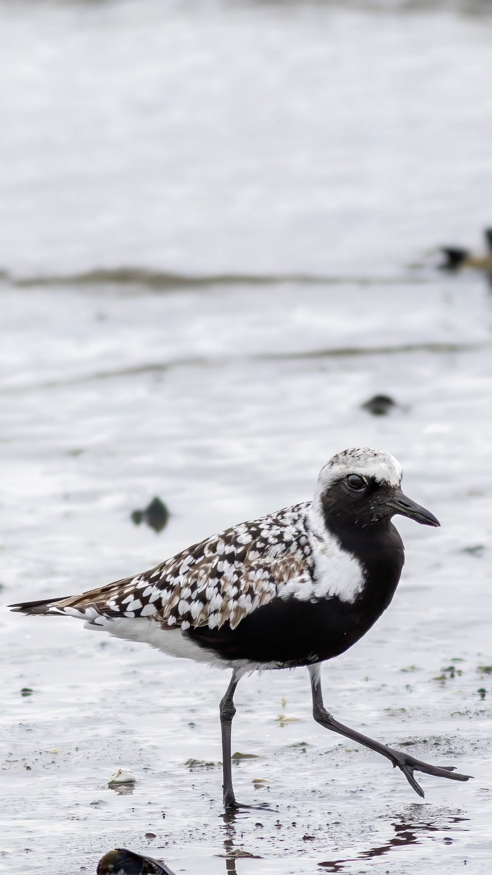 Black-bellied plover, Whidbey Island, WA