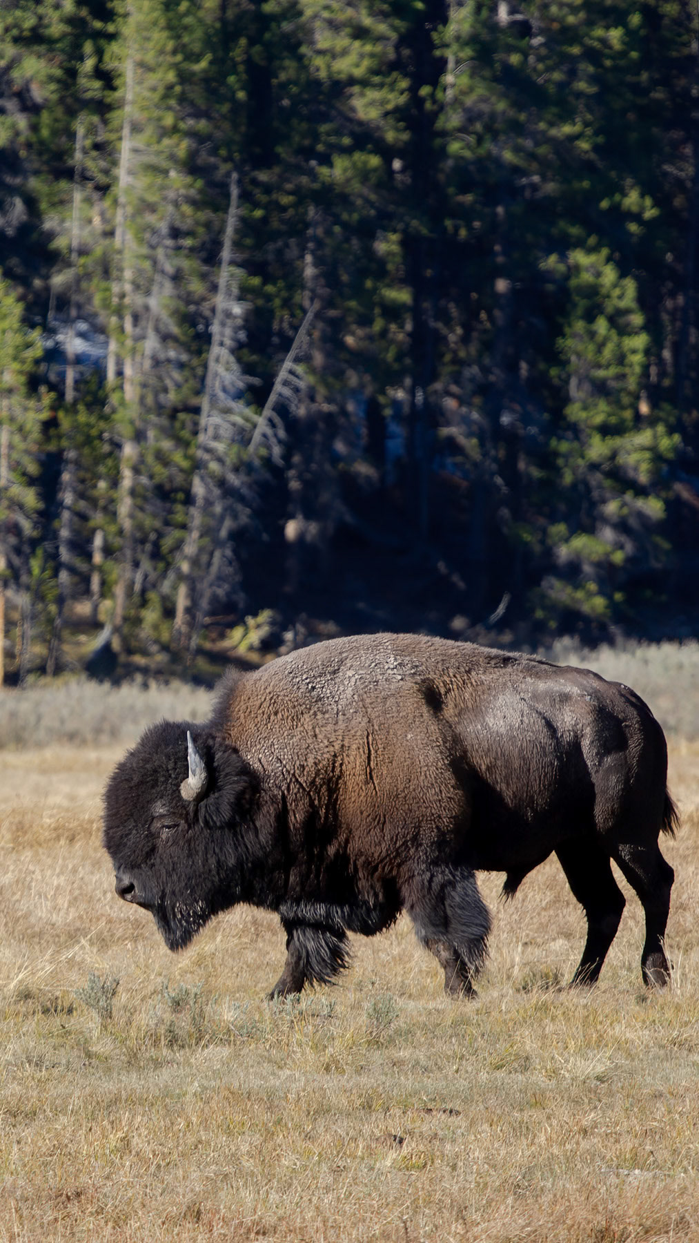 American bison at Yellowstone NP