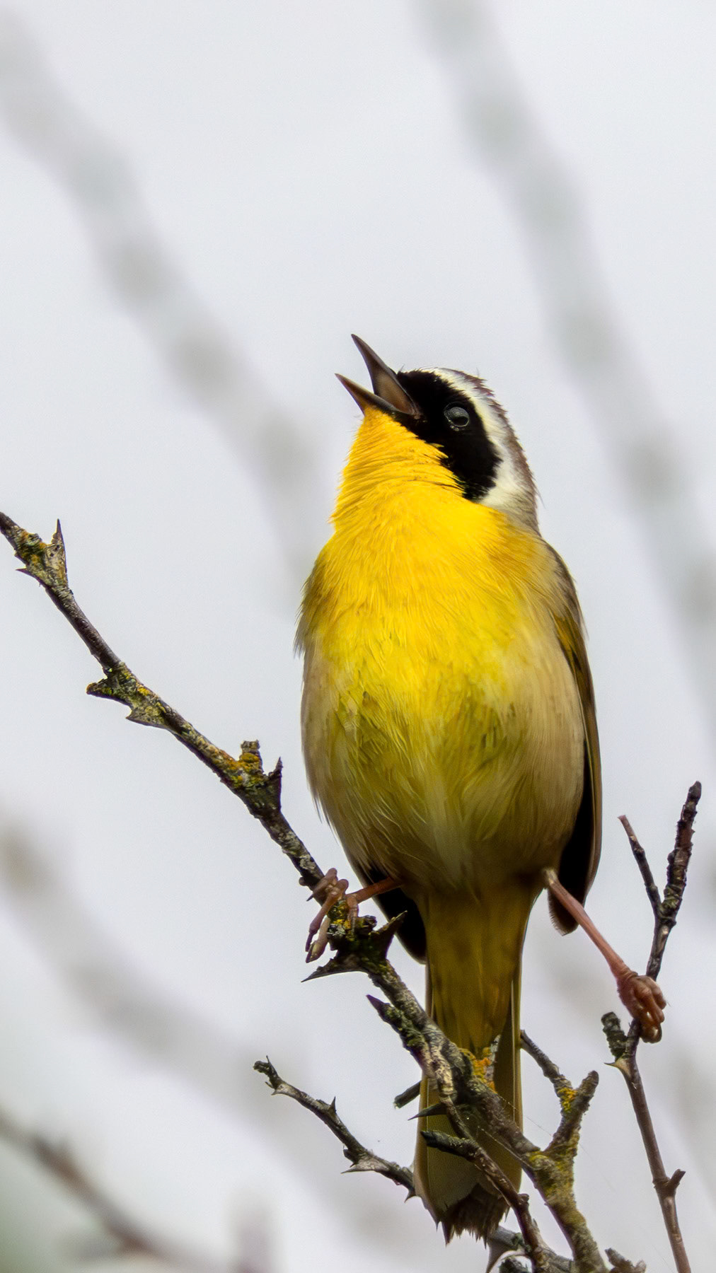 Common yellowthroat
