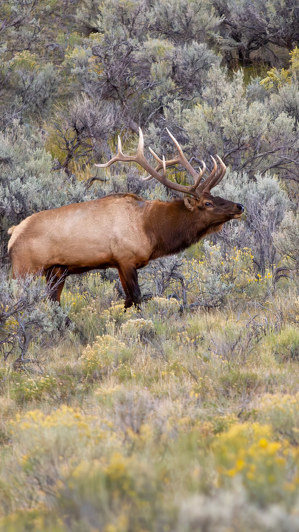 Elk bull in Yellowstone NP