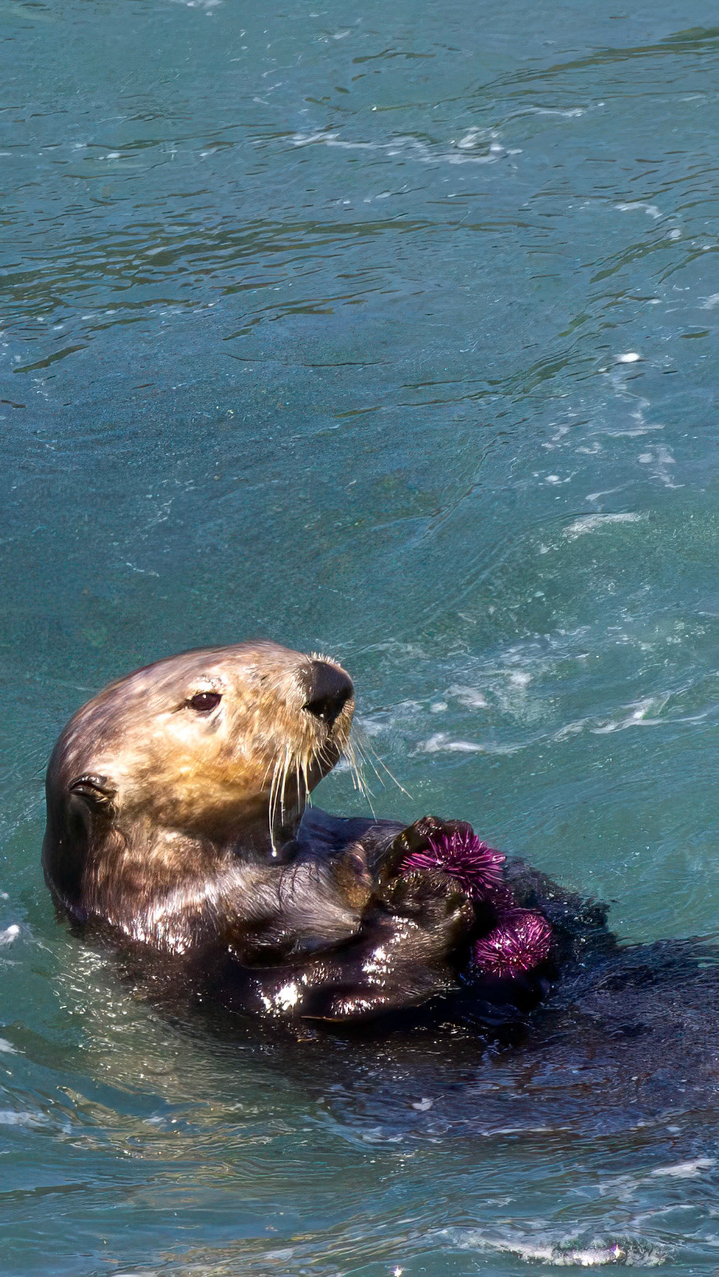 Sea otter and purple urchins at Monterey Bay, CA