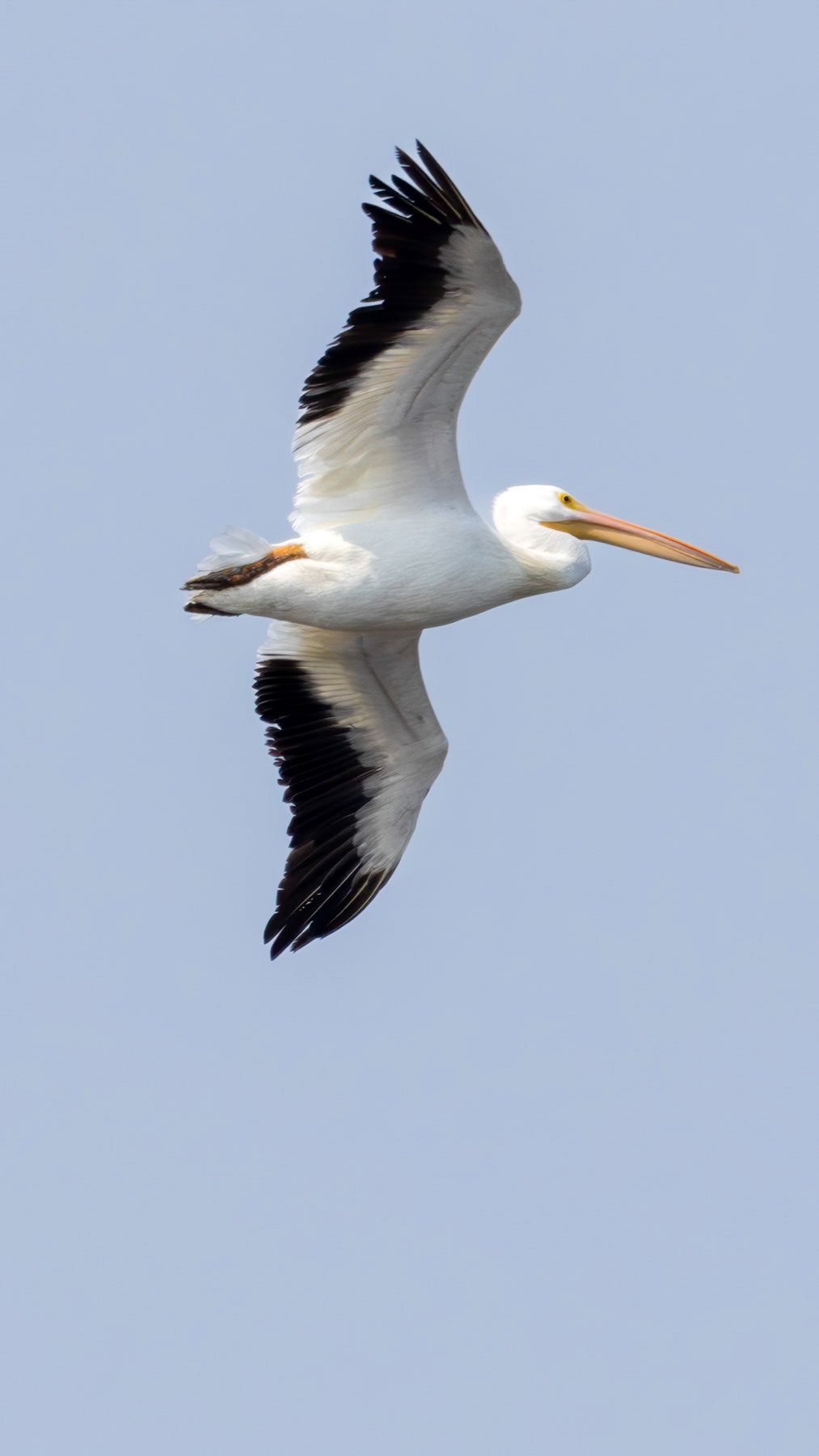 American white pelican
