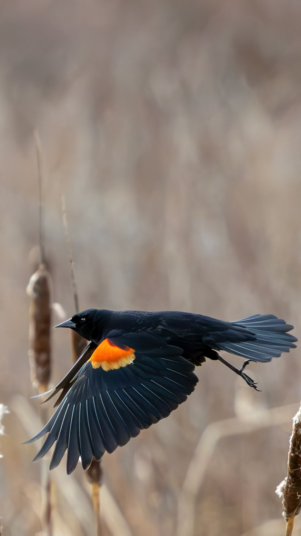 Red-winged blackbird, Whidbey Island, WA