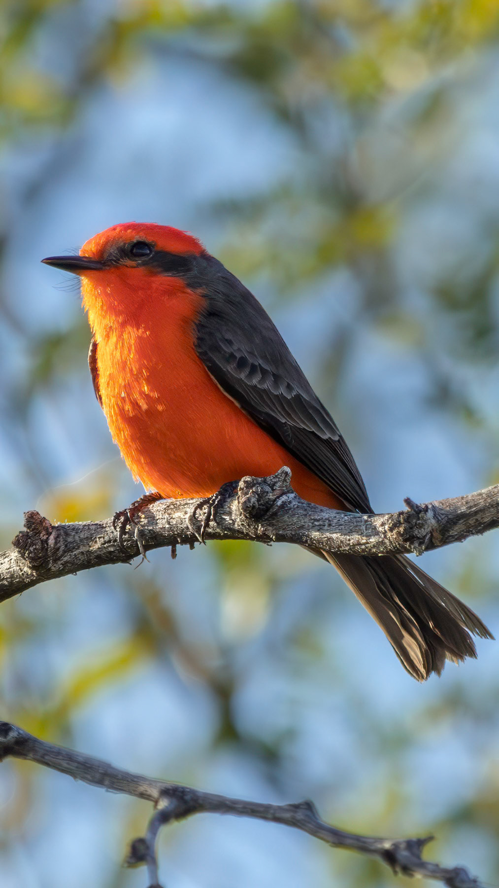 Vermilion flycatcher, Irvine, CA