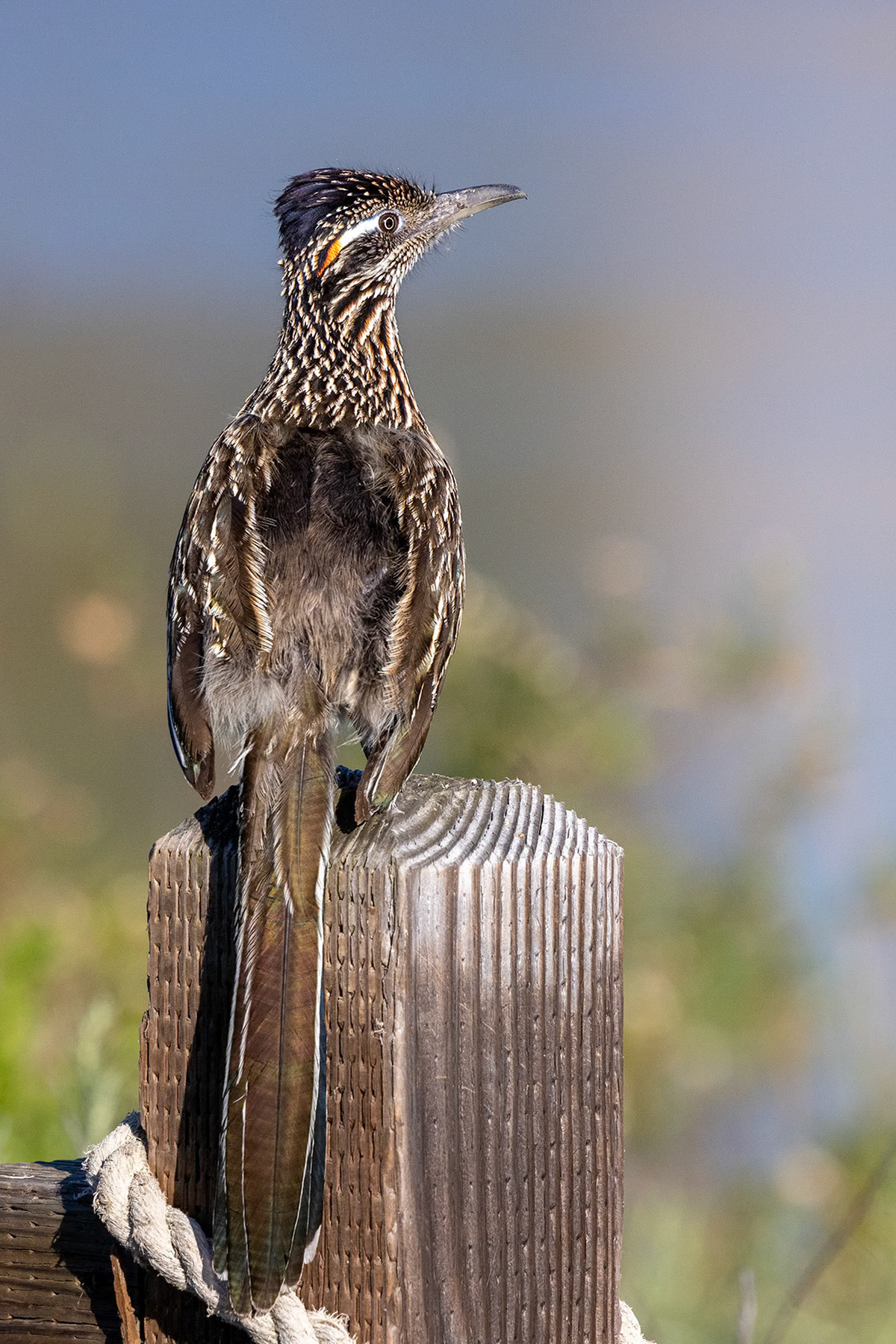Greater roadrunner, Irvine, CA