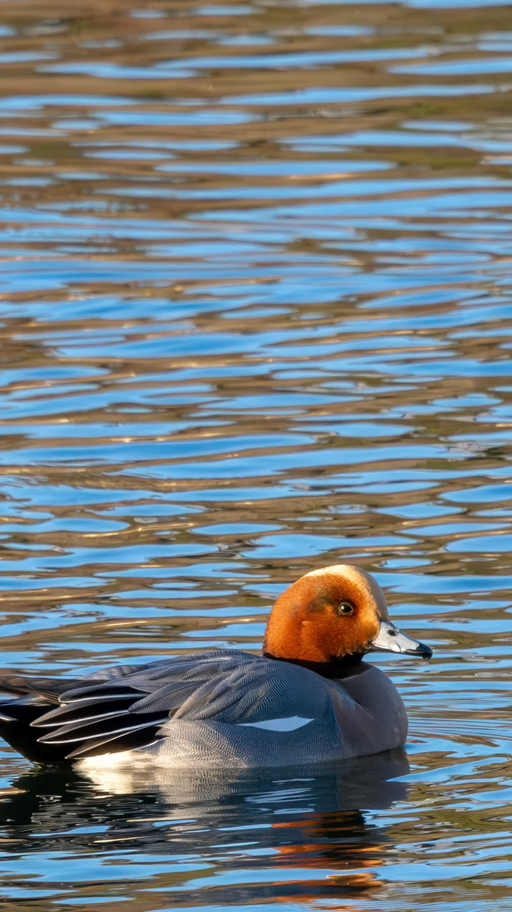 Eurasian wigeon