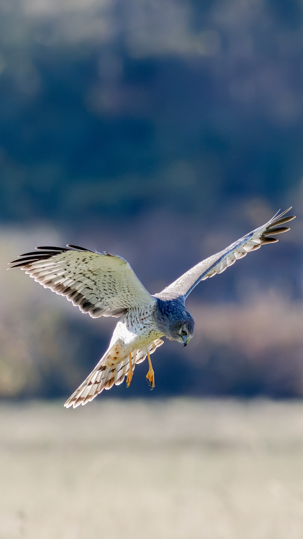 Northern harrier male