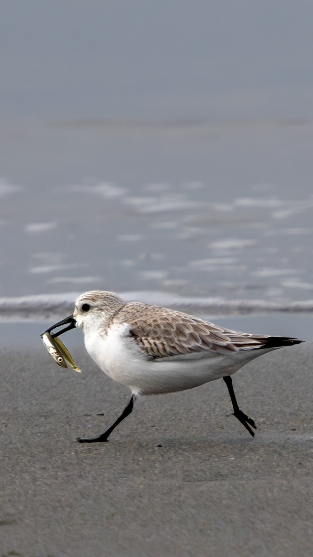 Sanderling