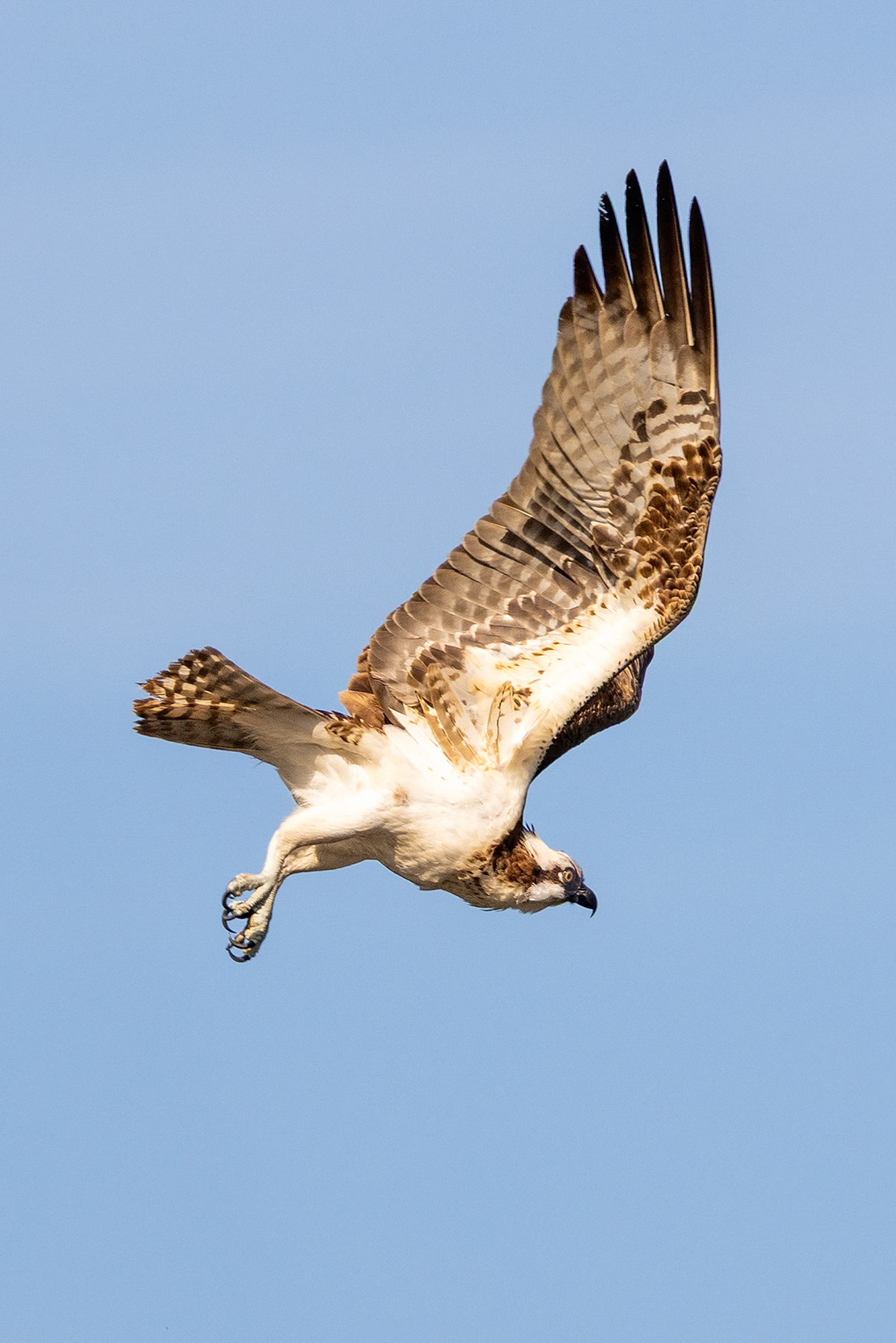 Osprey, Laguna Niguel, CA