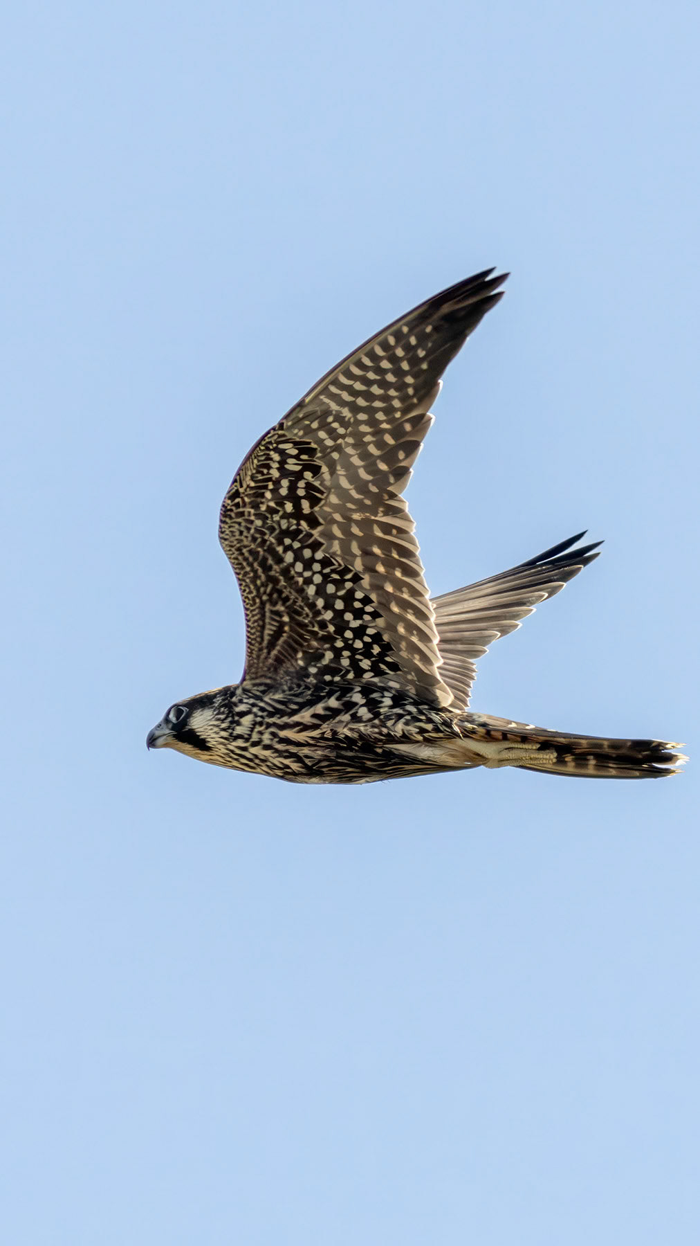 Peregrine falcon, Whidbey Island, WA