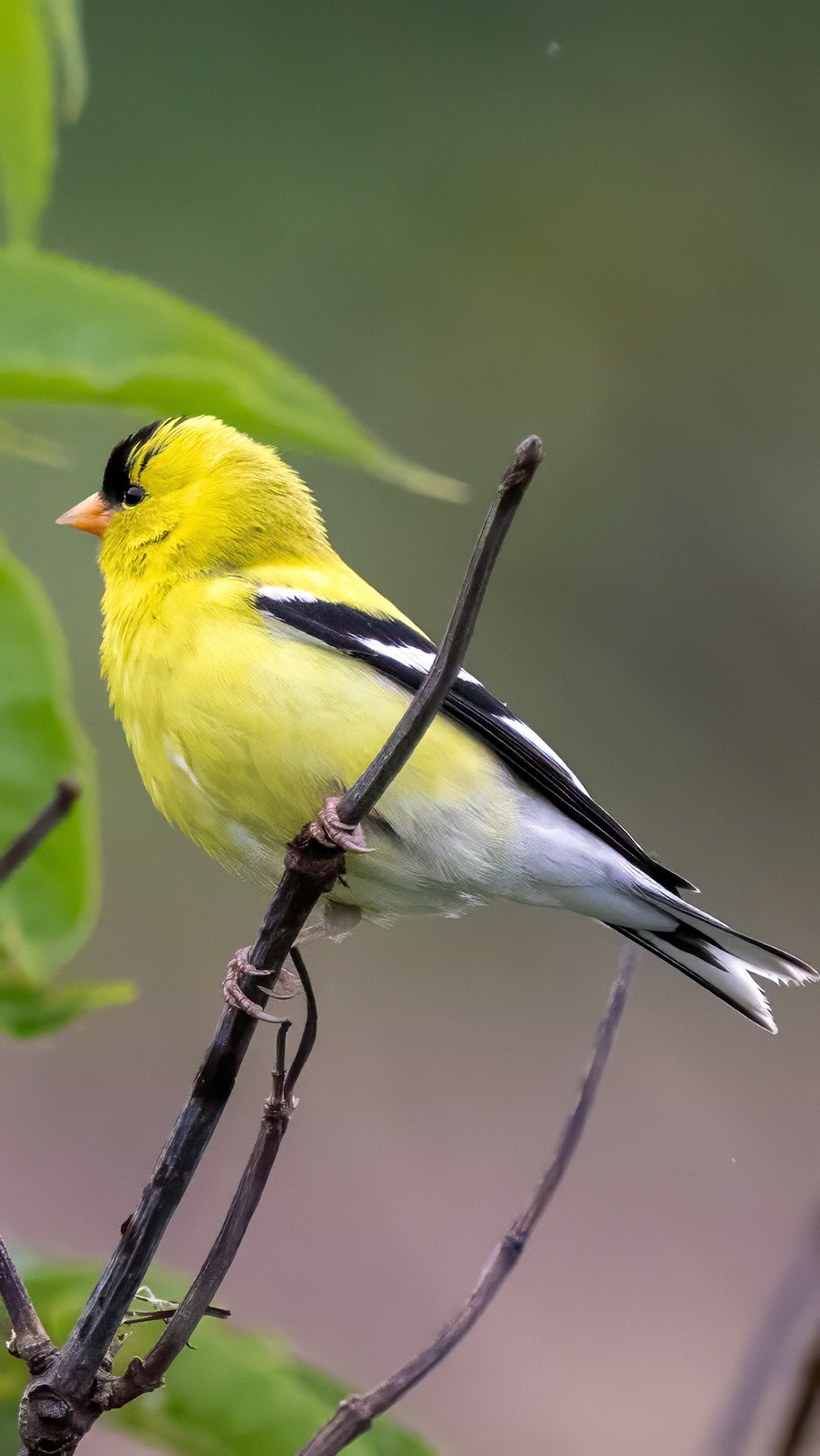 American goldfinch