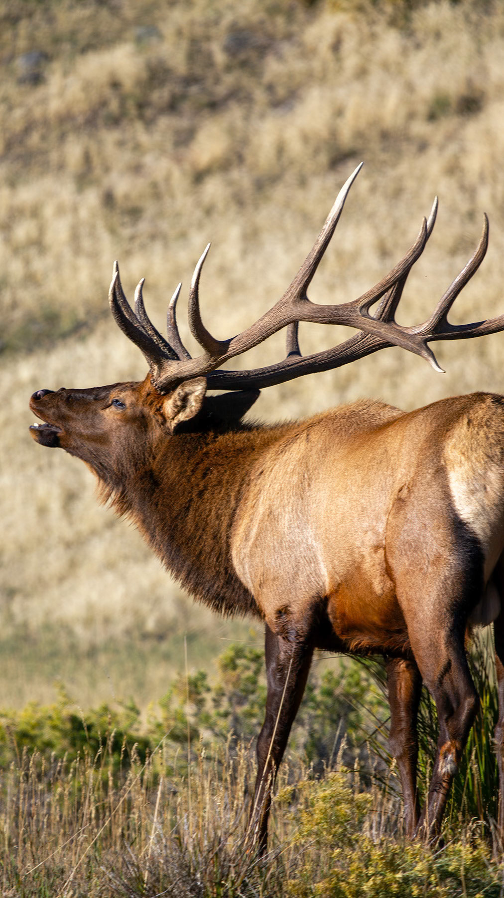 Elk bull in Yellowstone NP