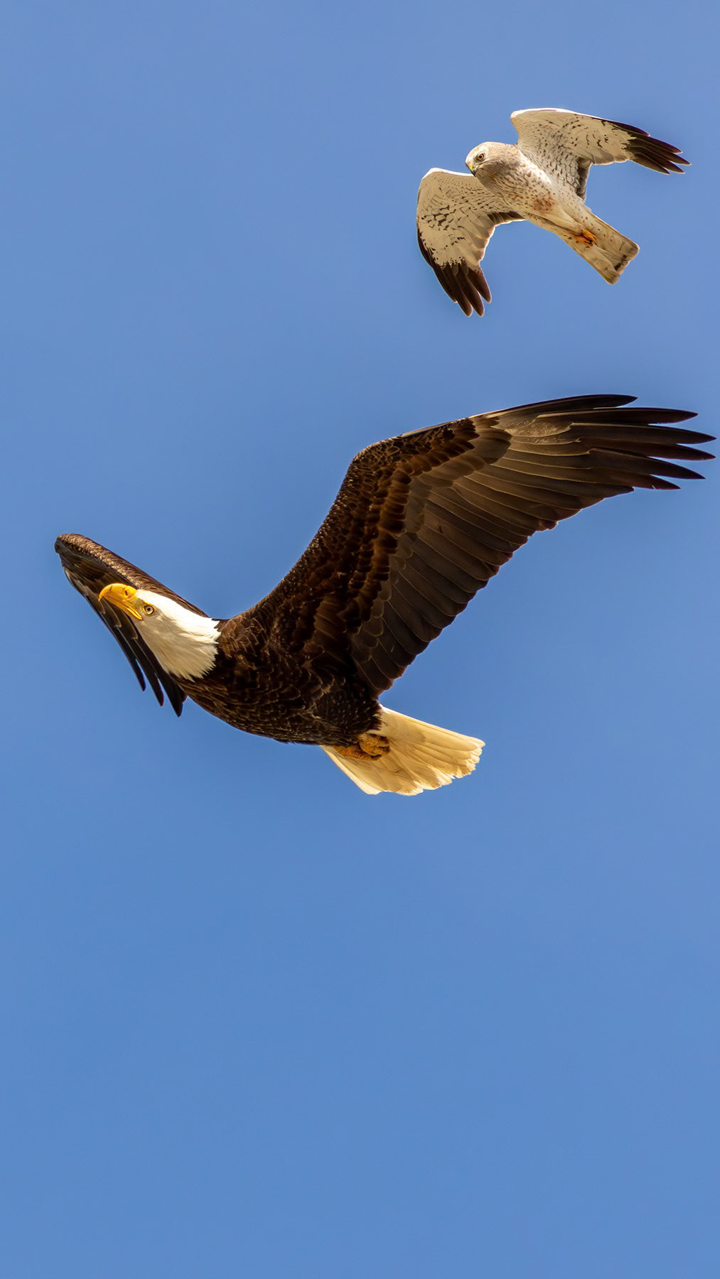 Bald eagle and northern harrier, Whidbey Island, WA