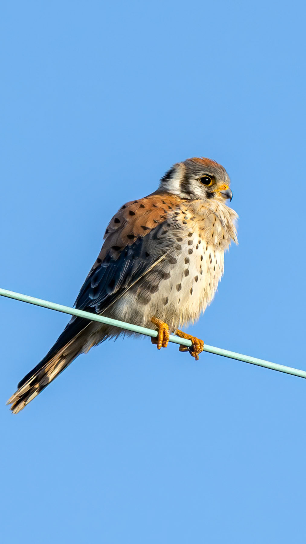 American kestrel, Whidbey Island, WA