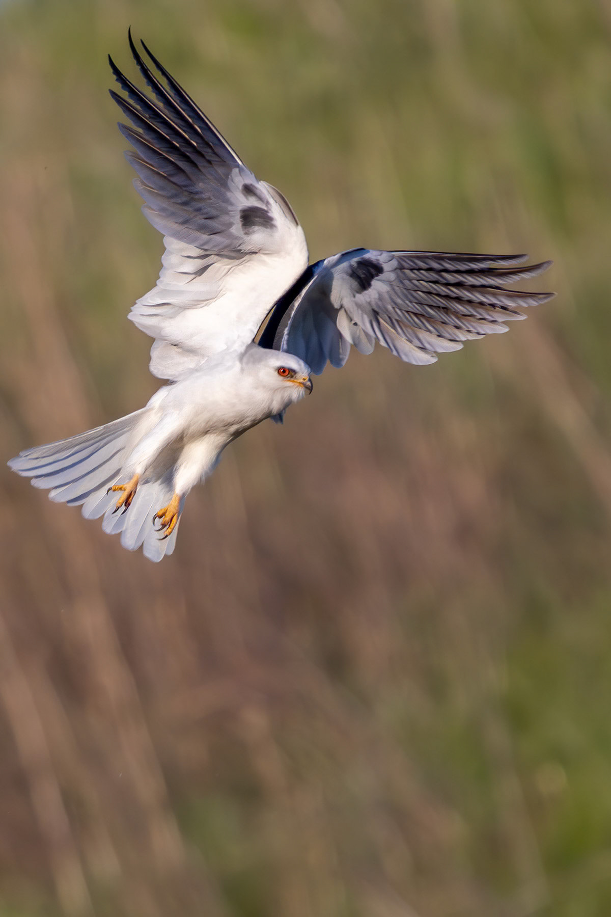 White-tailed kite